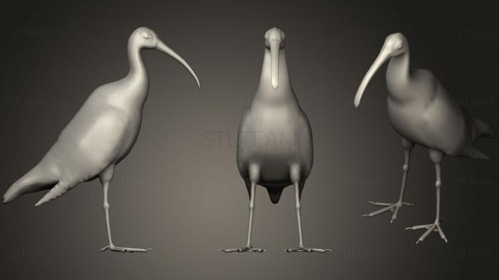 3D model Australian Ibis (STL)
